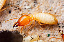 descupinizadora-em-sao-paulo