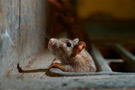 desratizadora-em-sao-paulo