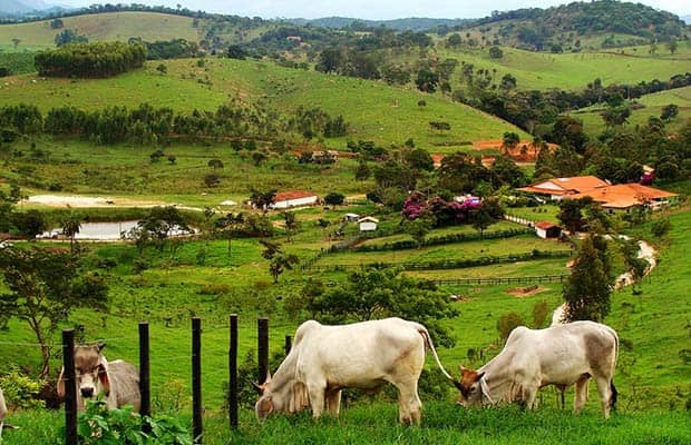 Descupinização em Fazendas e Sitios